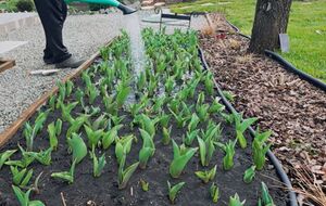Обязательно полейте цветы перед внесением удобрения, иначе даже самая лучшая подкормка не гарантирует результат