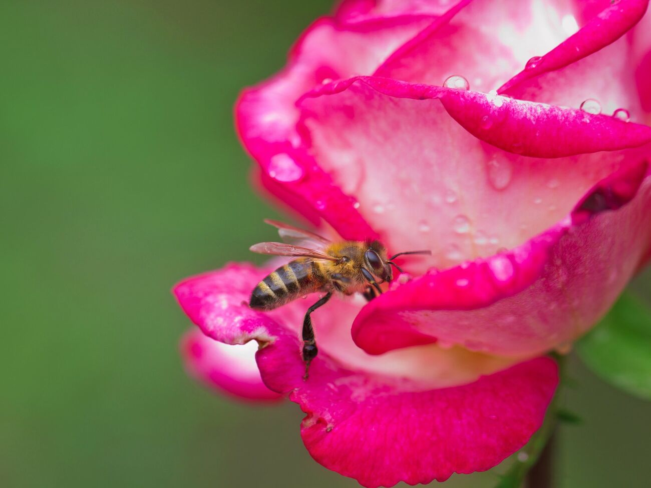 На фоне понижения атмосферного давления и активизации фронтов возрастет количество осадков, особенно в южной и западной частях страны