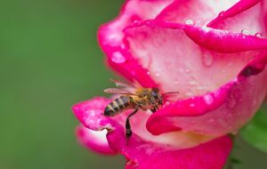 На фоне понижения атмосферного давления и активизации фронтов возрастет количество осадков, особенно в южной и западной частях страны