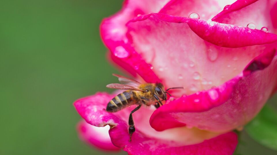 На фоне понижения атмосферного давления и активизации фронтов возрастет количество осадков, особенно в южной и западной частях страны
