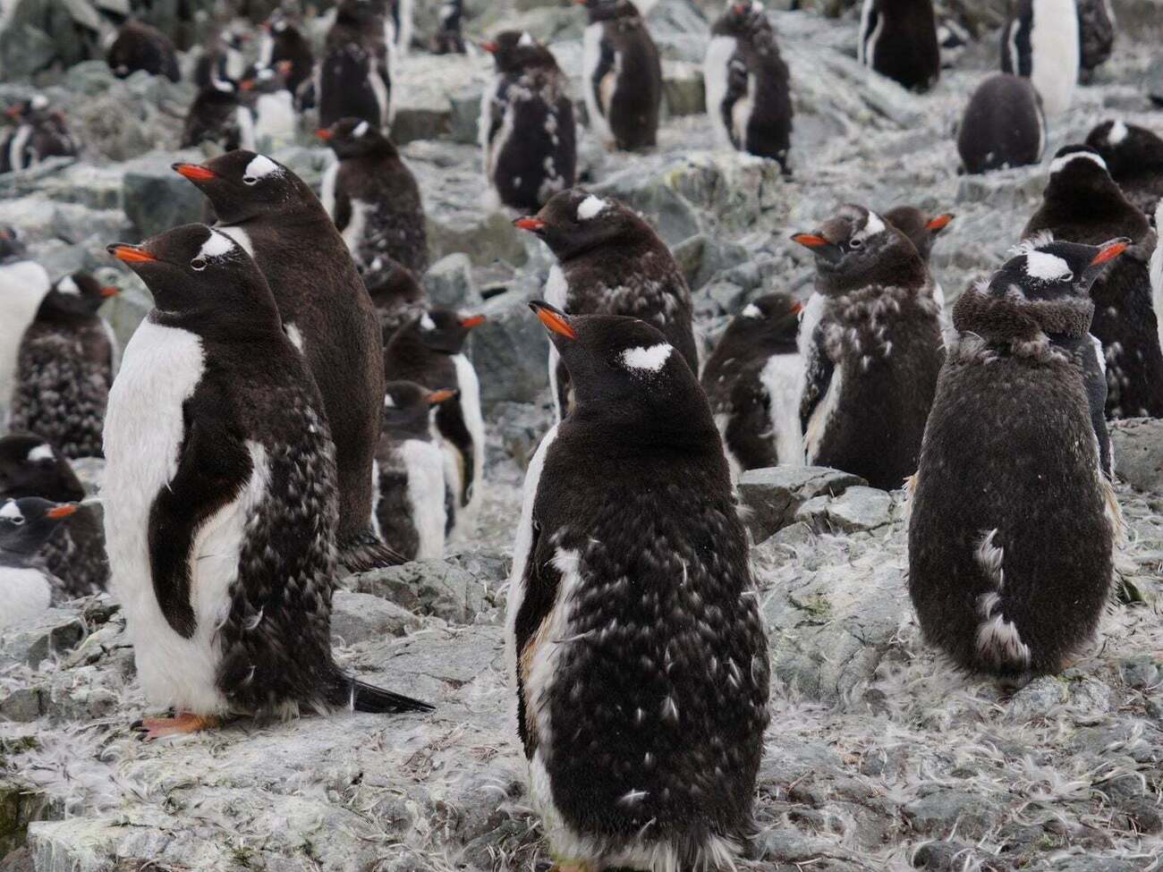 Птенцы пингвинов заинтересовались комбинезоном полярницы