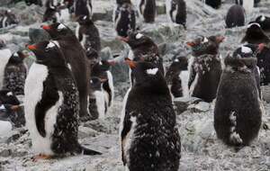 Птенцы пингвинов заинтересовались комбинезоном полярницы