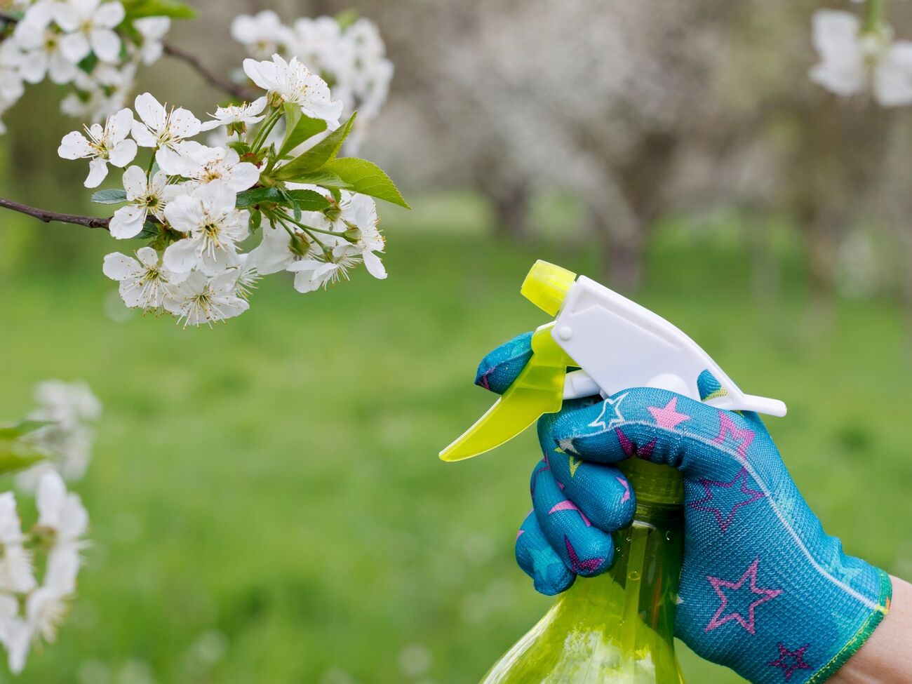 Опрыскивание яблони начинают проводить задолго до цветения