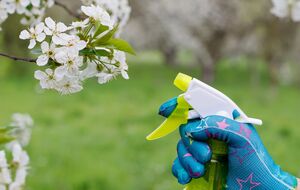 Опрыскивание яблони начинают проводить задолго до цветения