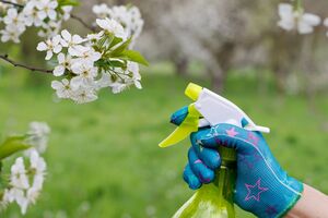 Обприскування яблуні починають проводити задовго до цвітіння
