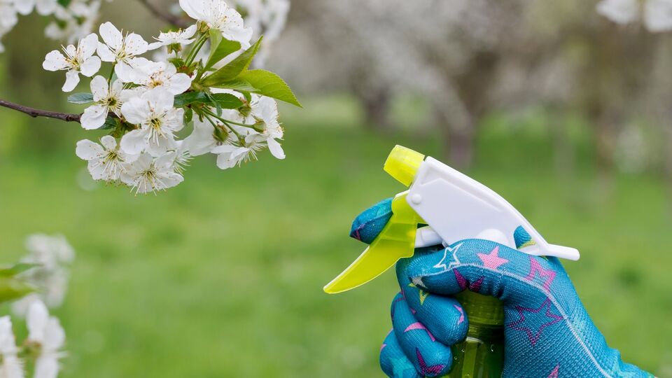 Обприскування яблуні починають проводити задовго до цвітіння