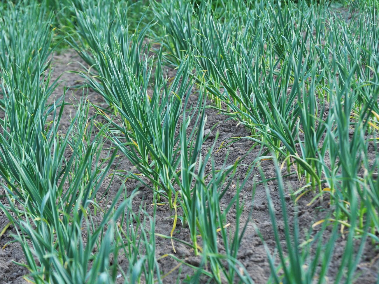 Чеснок даст необычайный урожай