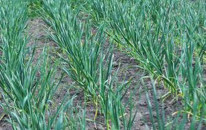 Чеснок даст необычайный урожай