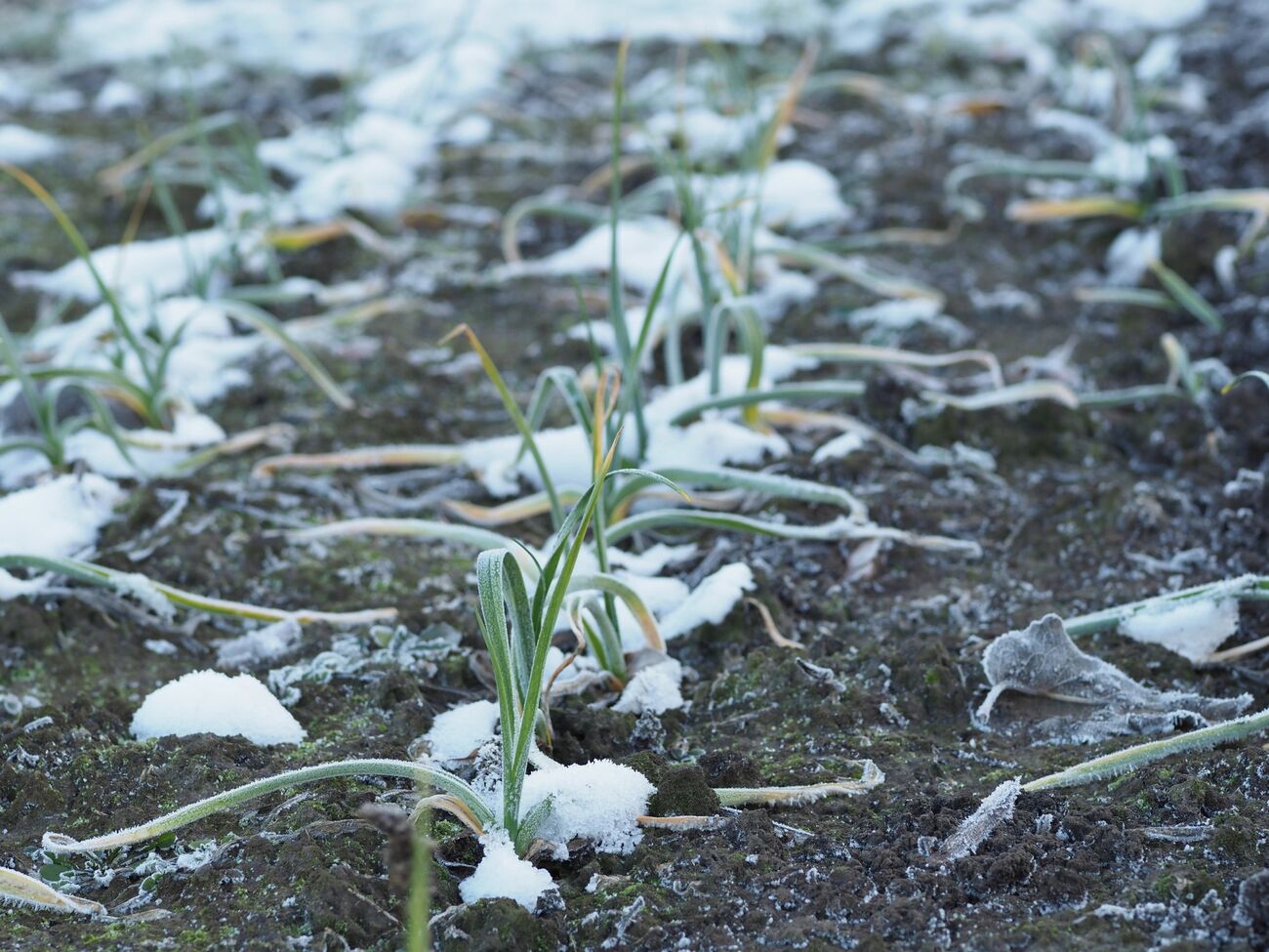 В марте в первую очередь нужно немедленно снять с чеснока пленку, агроволокно или мульчу