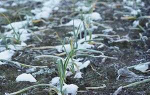 В марте в первую очередь нужно немедленно снять с чеснока пленку, агроволокно или мульчу