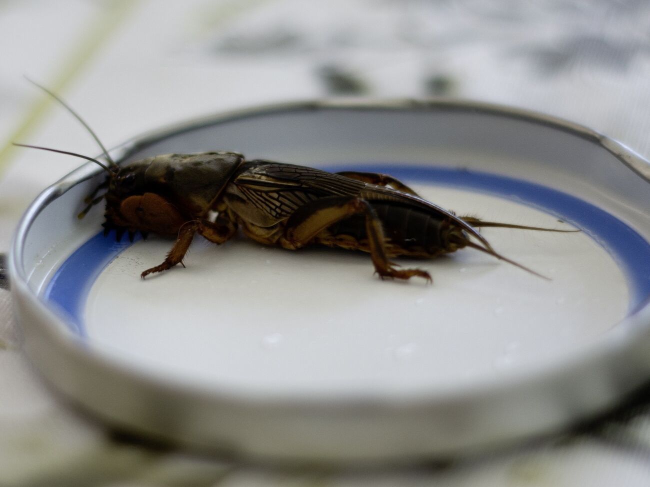 Медведка может нанести значительный ущерб на огороде