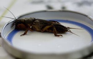 Медведка может нанести значительный ущерб на огороде