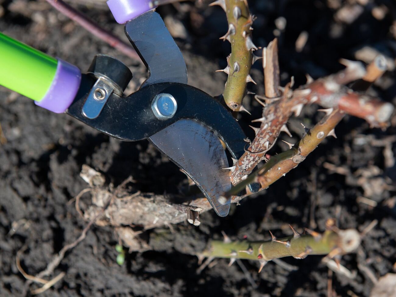 Во время весенней обрезки сухие и поврежденные побеги нужно срезать до живой зеленой части