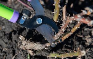 Во время весенней обрезки сухие и поврежденные побеги нужно срезать до живой зеленой части