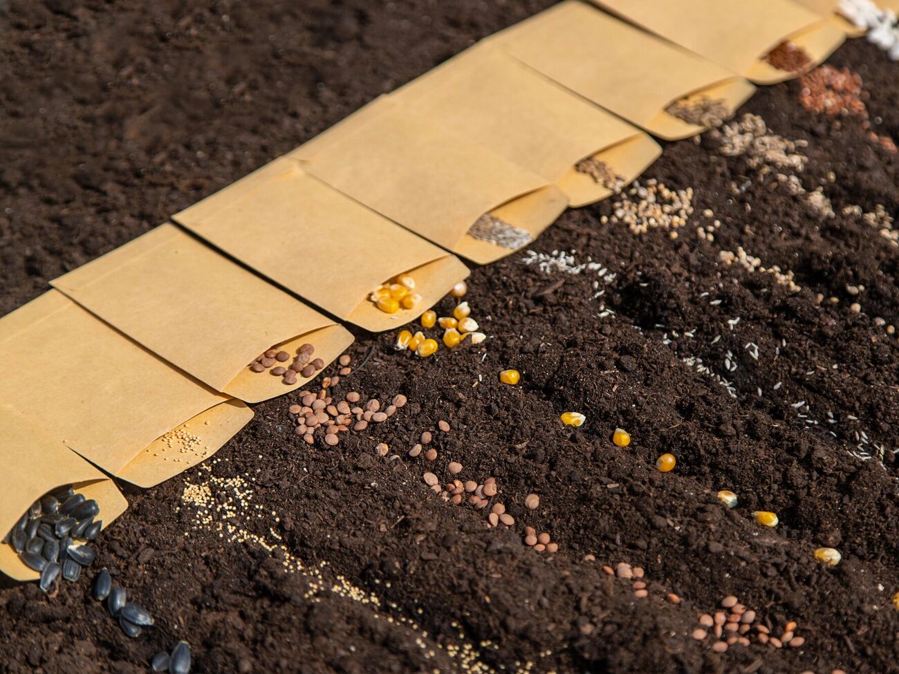 Сроки сбора урожая зависят от того, какие сорта овощей высаживать