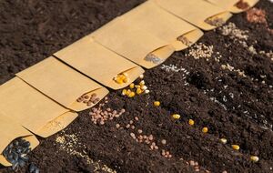 Сроки сбора урожая зависят от того, какие сорта овощей высаживать