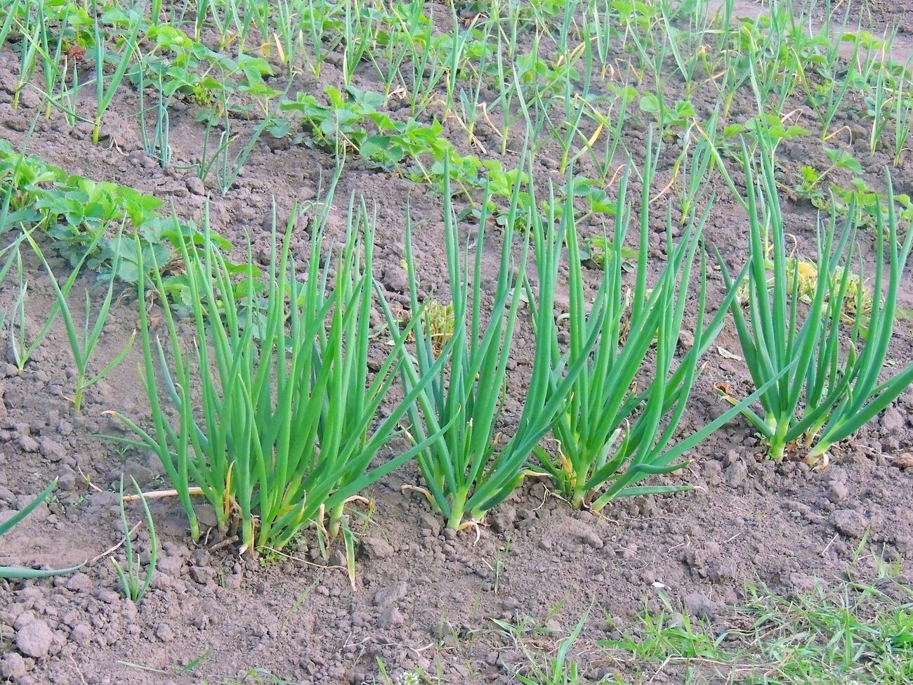 Весенняя посадка даст прекрасные всходы