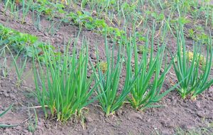 Весенняя посадка даст прекрасные всходы