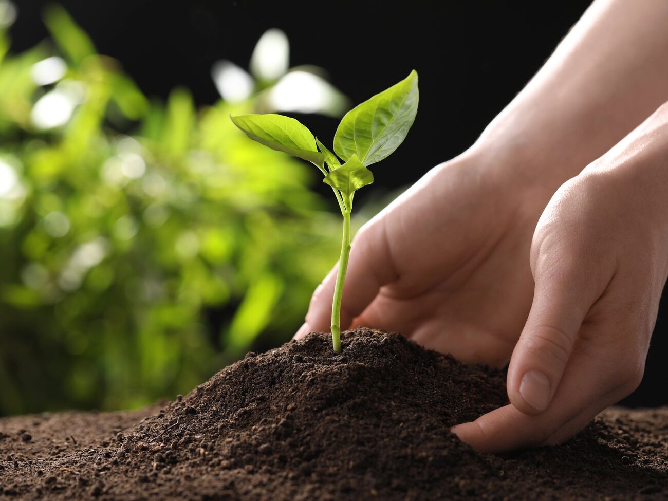 Опытные огородники тщательно выбирают дни для работы