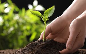 Опытные огородники тщательно выбирают дни для работы