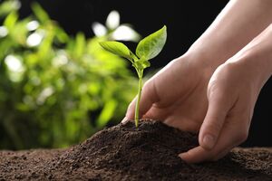 Опытные огородники тщательно выбирают дни для работы