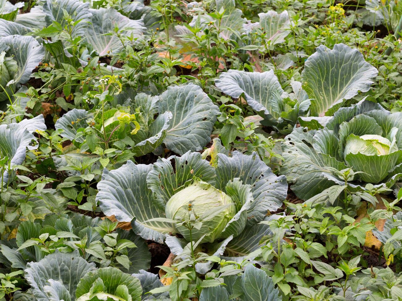 Капуста дасть щедрий і якісний урожай