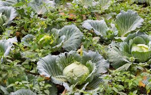 Капуста дасть щедрий і якісний урожай