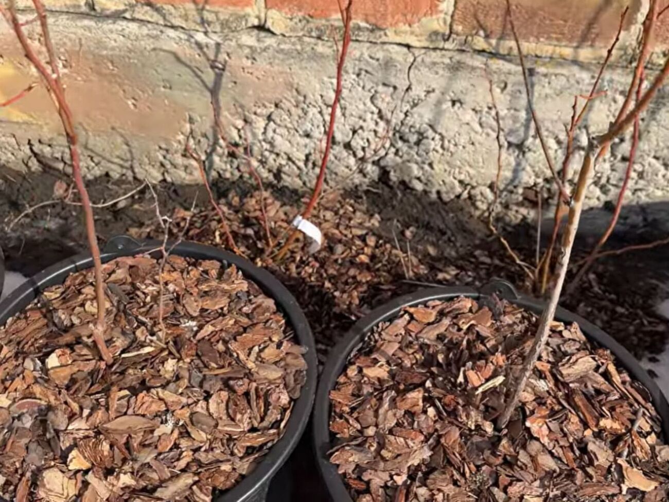 Срезанные ветки нельзя оставлять под кустом. Их нужно утилизировать