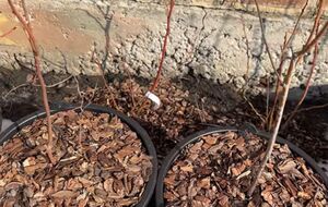 Срезанные ветки нельзя оставлять под кустом. Их нужно утилизировать