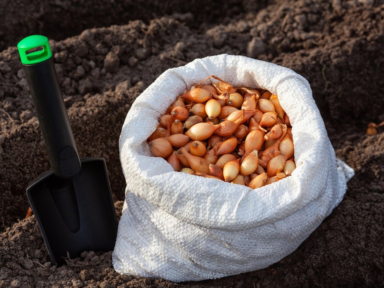 Чтобы лук не пошел в стрелку, его необходимо просушить в теплом месте