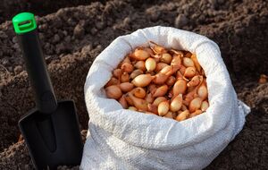 Чтобы лук не пошел в стрелку, его необходимо просушить в теплом месте