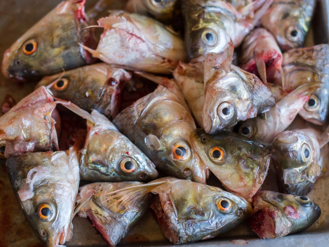 Рыбьи головы можно использовать на огороде