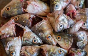 Рыбьи головы можно использовать на огороде