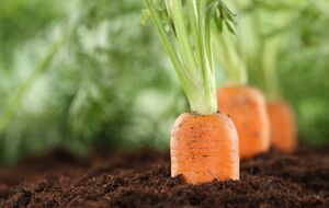 Сорти моркви "Віта Лонга" й "Каротель" добре пролежать усю зиму