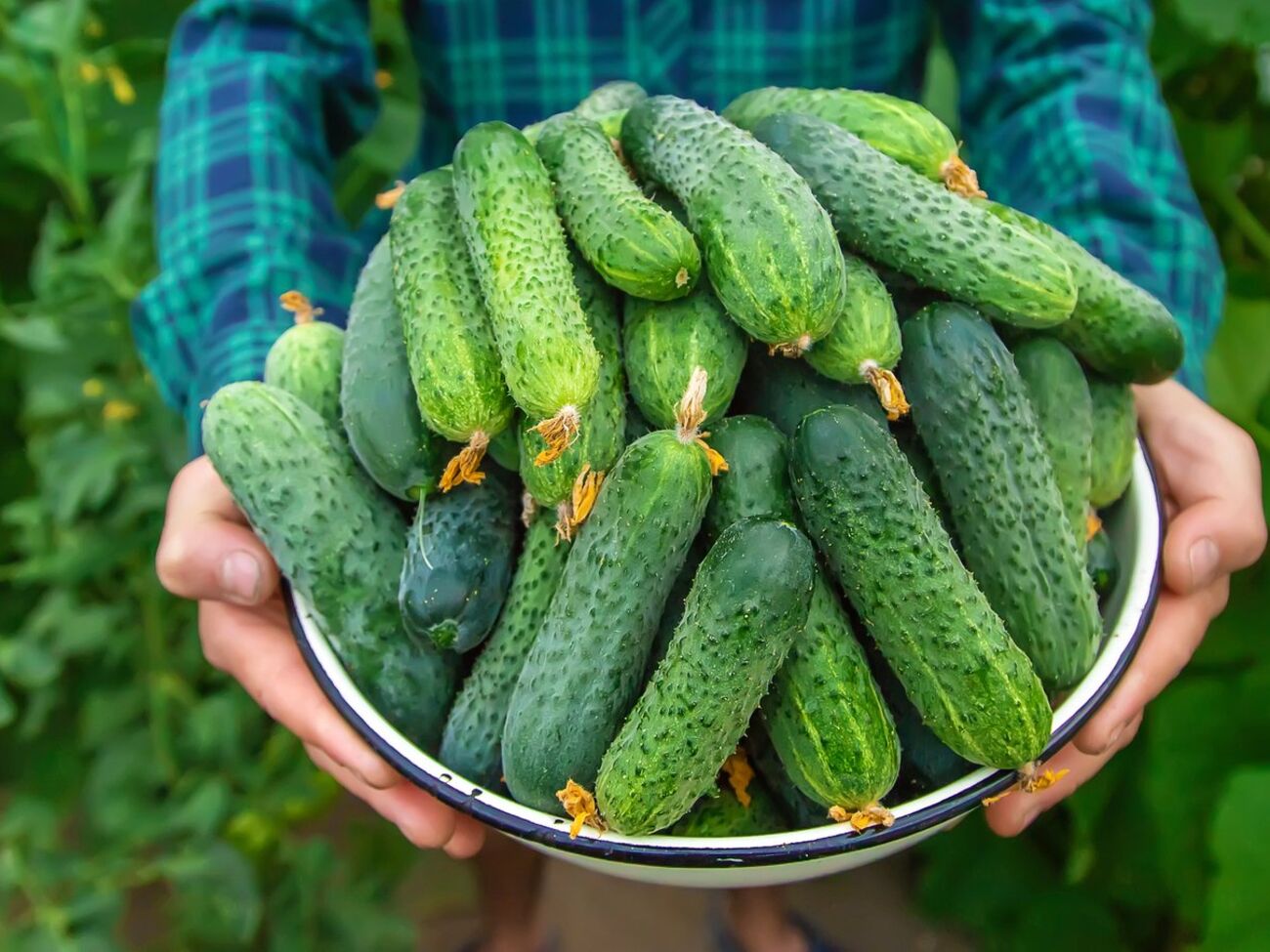 Стопроцентно урожай будет щедрым