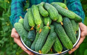 Стопроцентно урожай будет щедрым