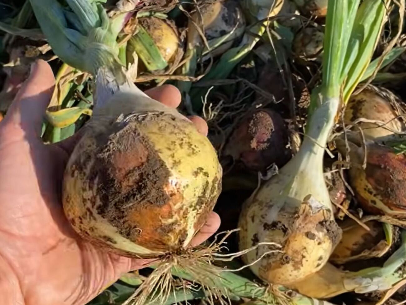 Чтобы лук взошел быстро, семена нужно замочить в обычной воде на шесть часов