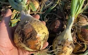 Чтобы лук взошел быстро, семена нужно замочить в обычной воде на шесть часов