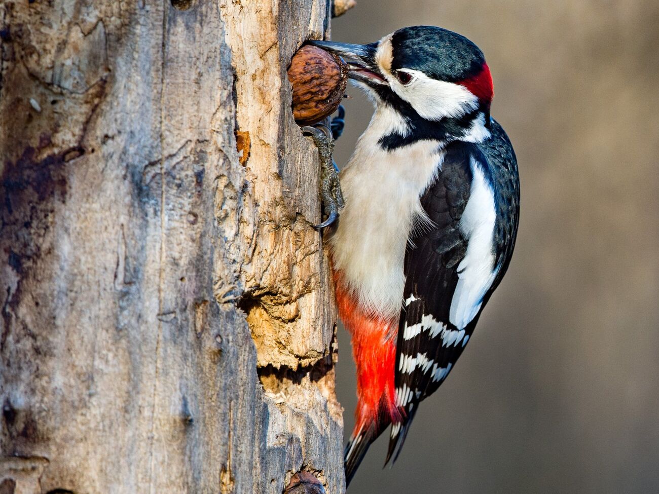 Дятел может воспроизвести до семи ударов за 1 с