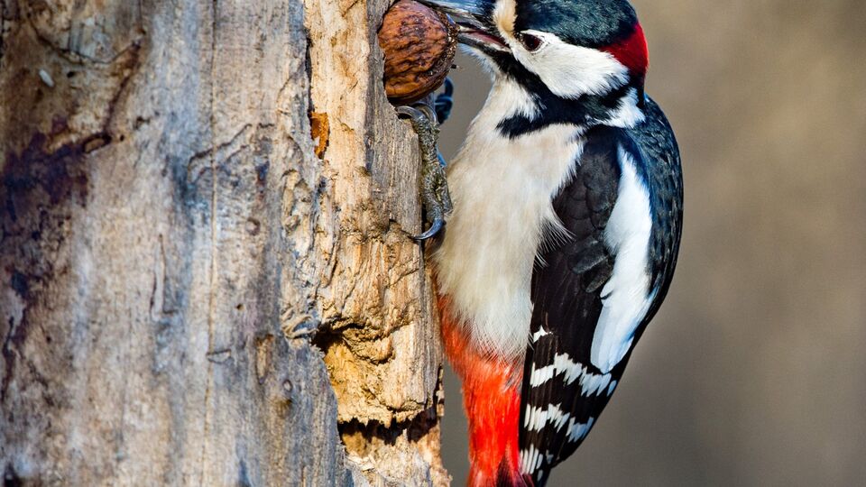 Дятел может воспроизвести до семи ударов за 1 с
