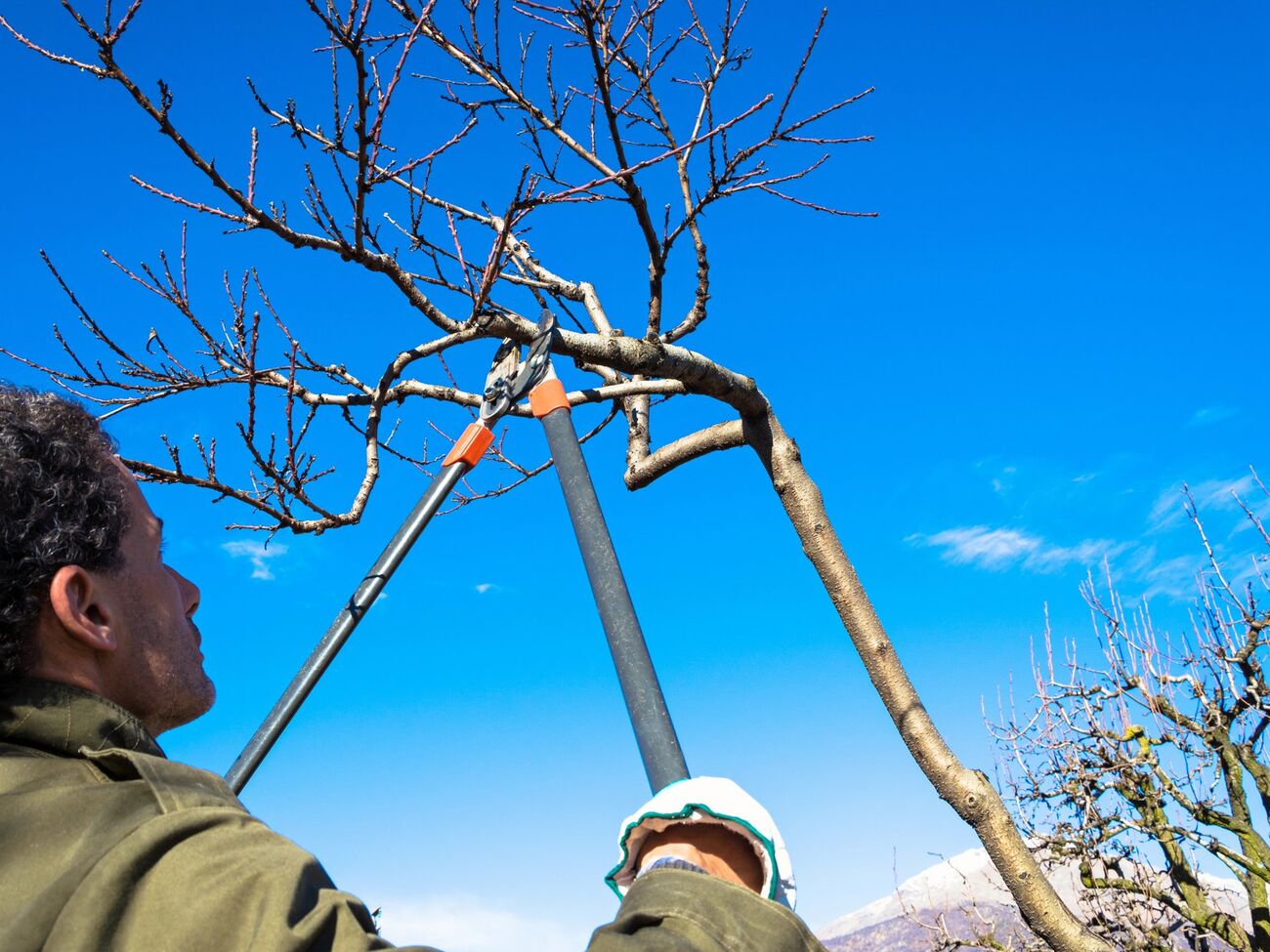 Перед тим як проводити обрізання персика, важливо насамперед визначити стан дерева