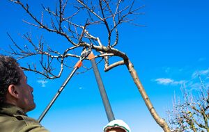 Перед тем, как проводить обрезку персика, важно первым делом определить состояние дерева