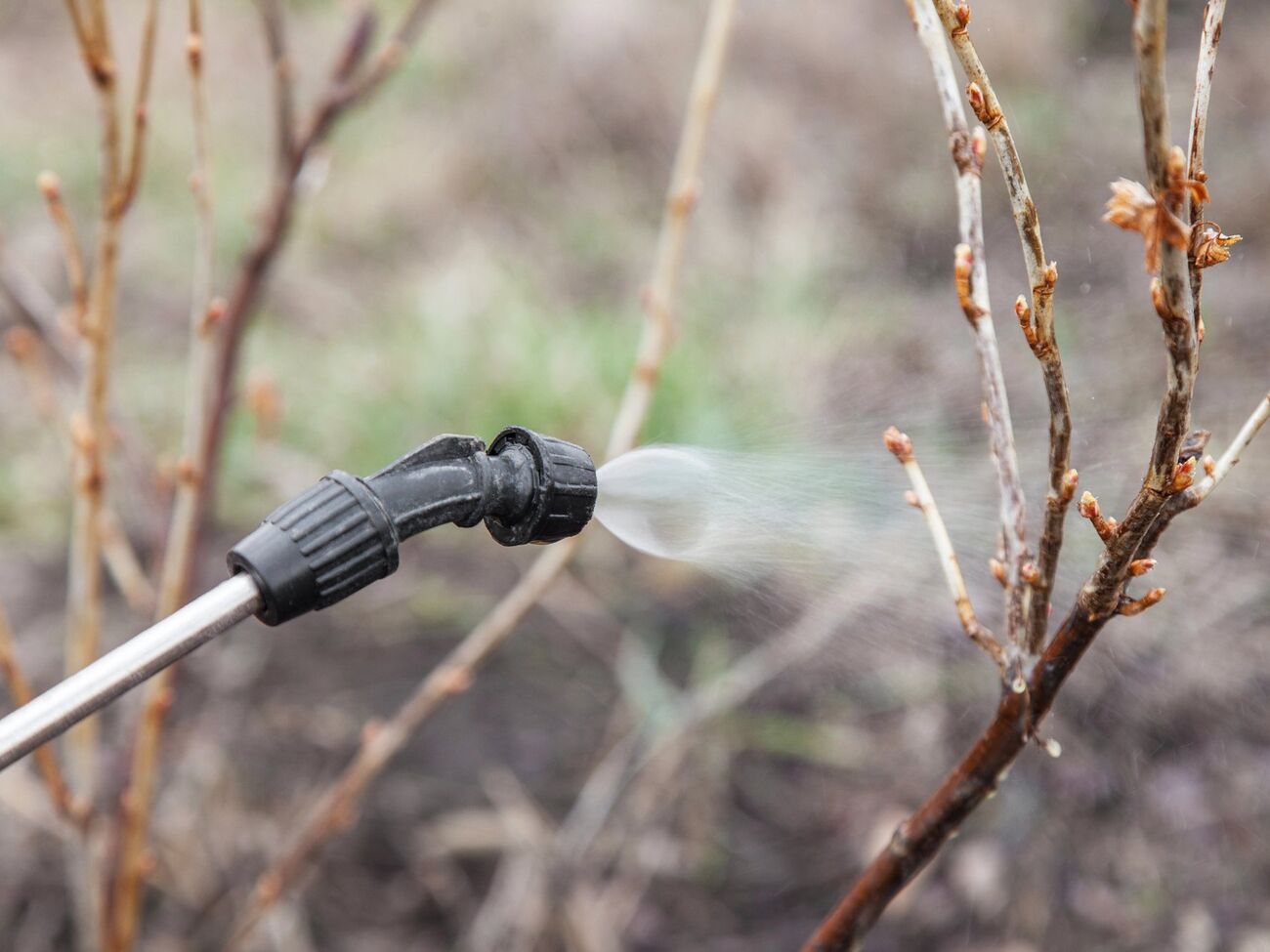 Если бордоская жидкость приготовлена по правилам, она приобретает бледно-голубой цвет