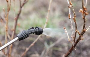 Если бордоская жидкость приготовлена по правилам, она приобретает бледно-голубой цвет