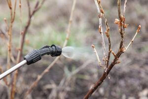 Якщо бордоську рідину приготували за правилами, вона набуває блідо-блакитного кольору