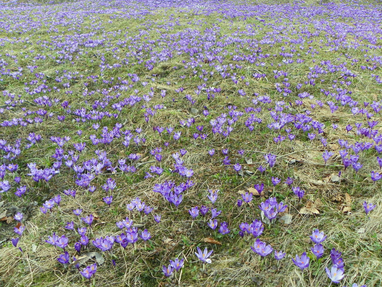 Синоптики прогнозируют весеннюю погоду на 8 марта