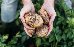 Картопля потішить якістю, якщо правильно доберете їй сусідів