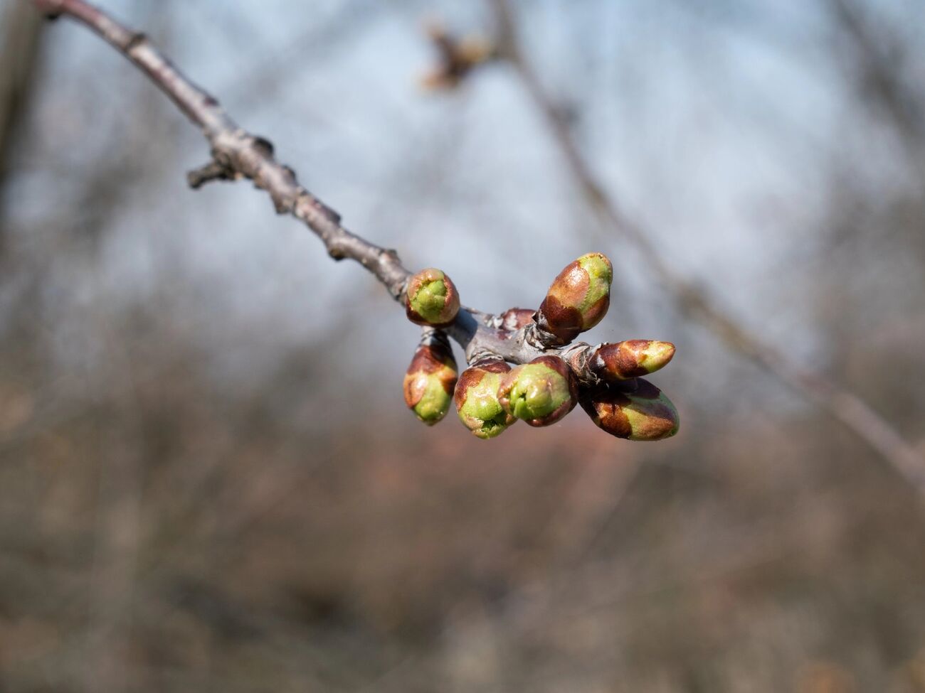Обрабатывать сад нужно в период, когда почки уже набухли, но еще не раскрылись