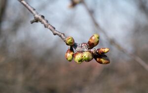 Обрабатывать сад нужно в период, когда почки уже набухли, но еще не раскрылись