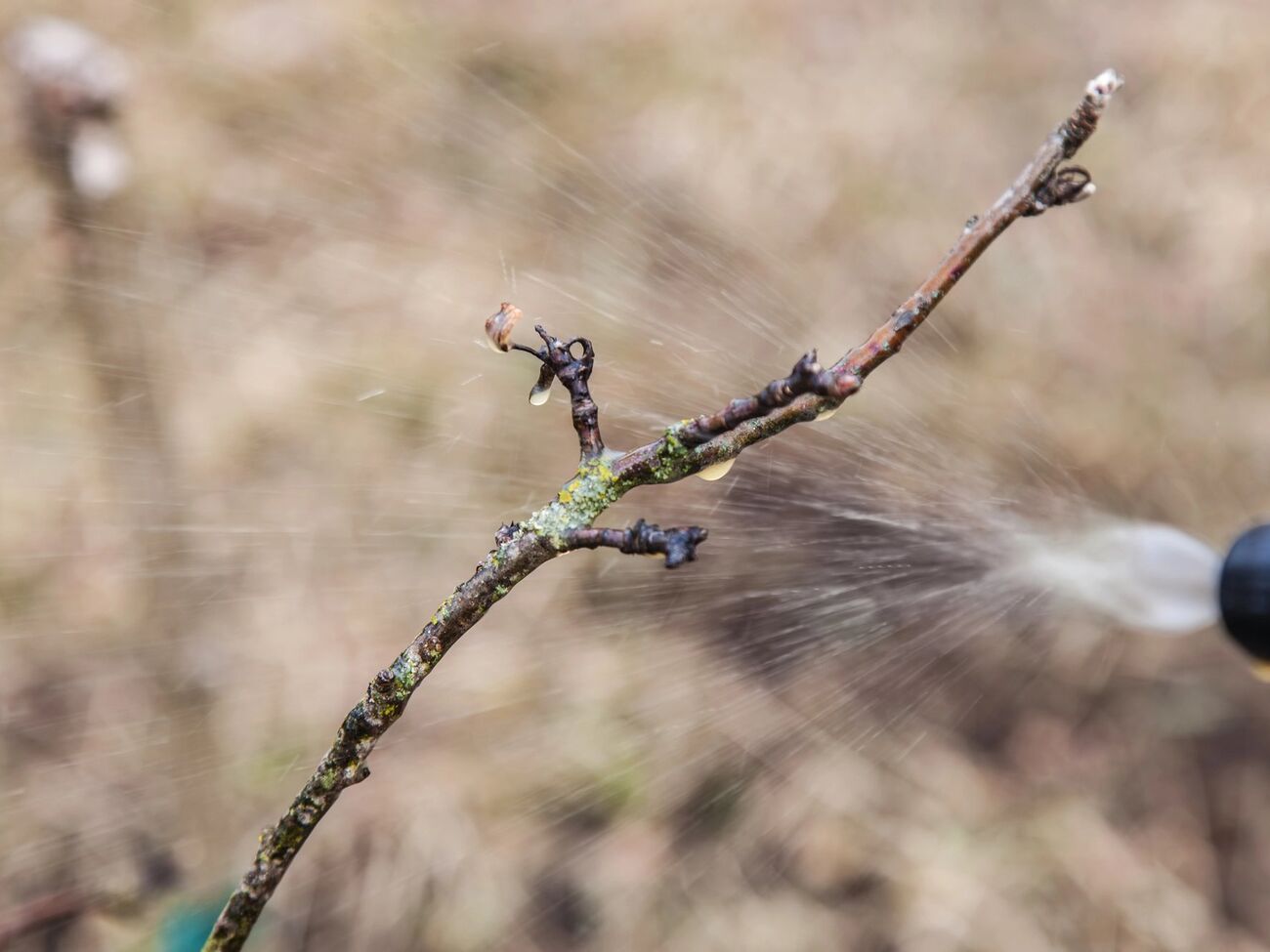 Первое опрыскивание сада проводится ранней весной, чтобы уничтожить вредителей